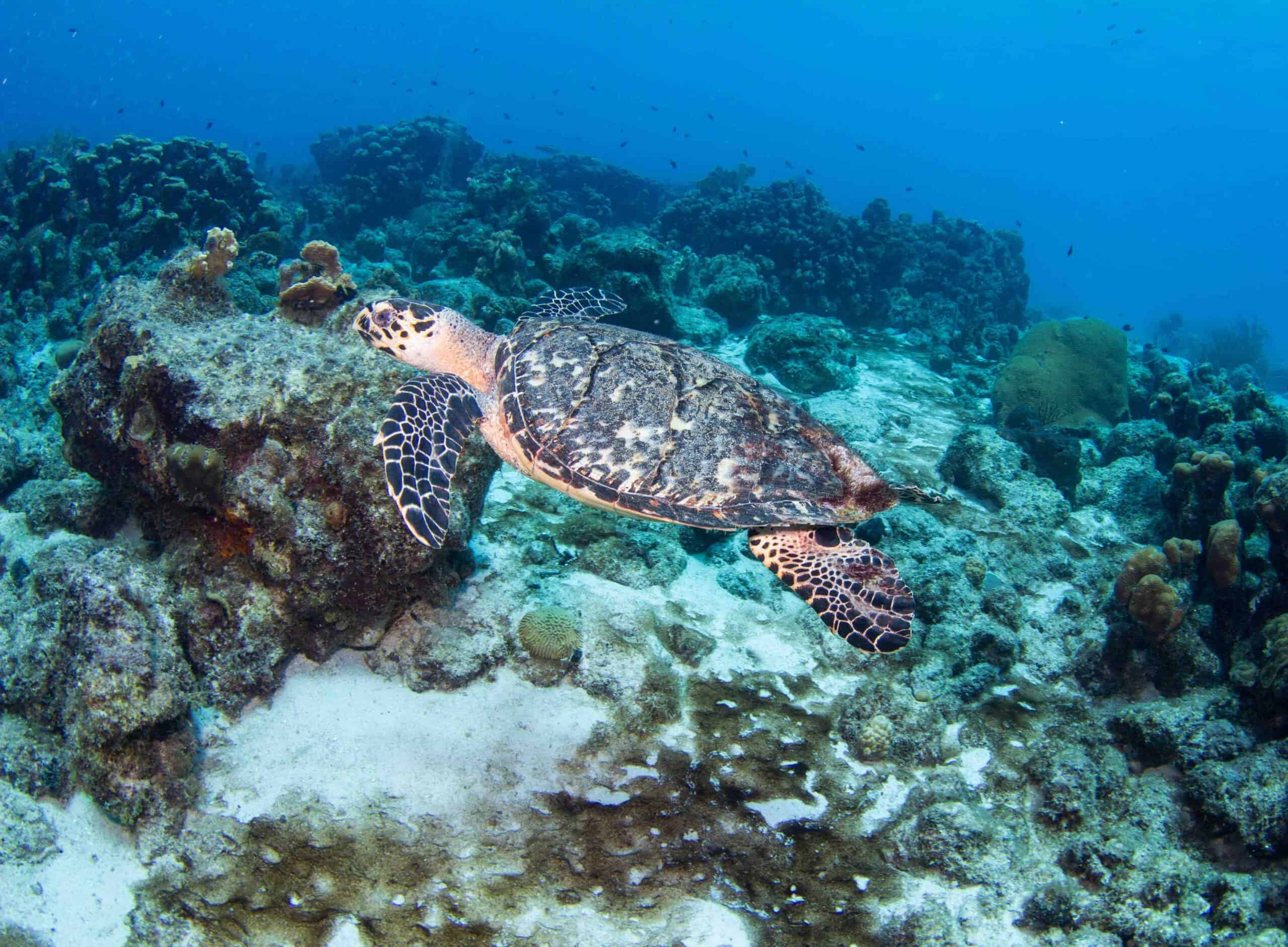 Schildpadden Spotten op Playa Porto Marie: De Ultieme Gids